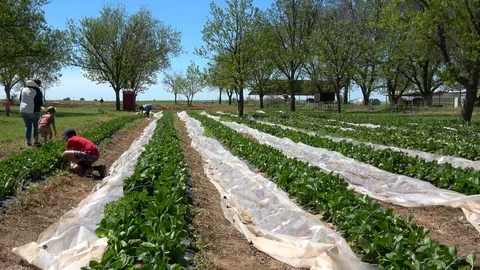 People picking strawberries in a strawberry patch. Stock Footage 106758443