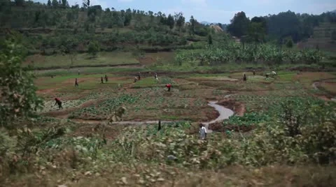 People picking tea in Rwanda Stock Footage 21672281