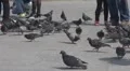 People with pigeons in Piazza San Marco in Venice, Italy HD Footage