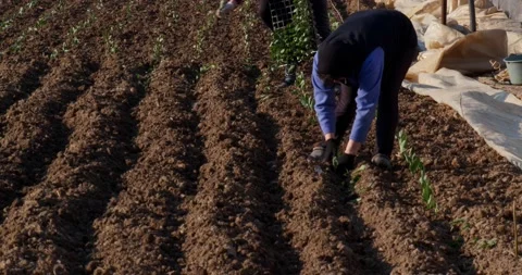 People plant cabbage seedlings Stock Footage