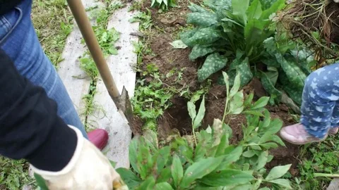 People plant plants Stock Footage 79857315