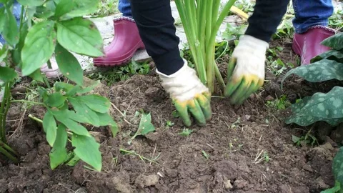 People plant plants Stock Footage 79857332