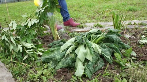 People plant plants Stock Footage 79857348