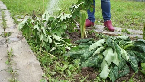 People plant plants Stock Footage 79857364