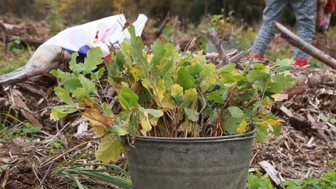 People planting a new forest- seedlings of oak	 Stock Footage 124009953