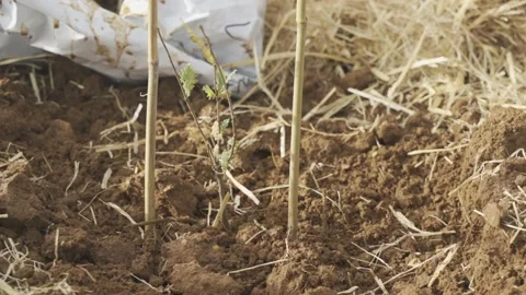 People Planting Tree In Field Stock Footage 212401577