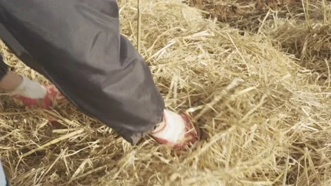 People Planting Tree In Field Stock Footage 212401701