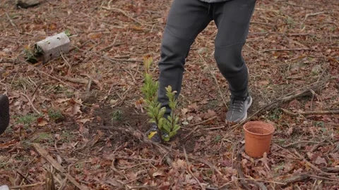 People planting young pine sapling in forest during reforestation Stock Footage 328403459