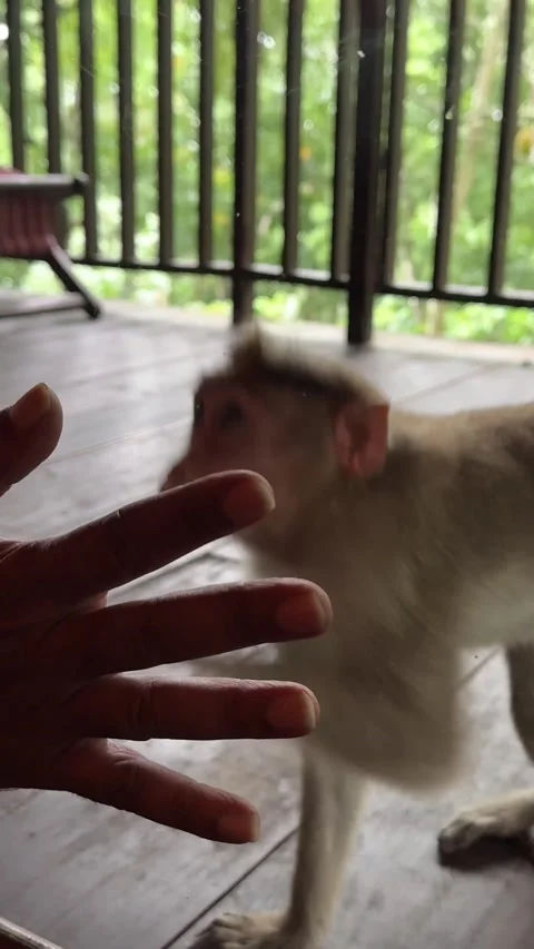 People playing with monkeys through the glass door of the balcony of a tree.. Stock Footage 338166496