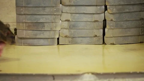 People Playing With Rats Stock Footage 72551740