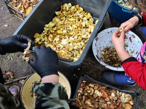 People preparing apples for processing in a work area during daylight hours Stock Photos
