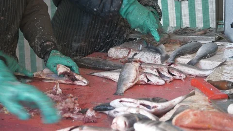 People in the process of fish cleaning. Stock Footage 103525847