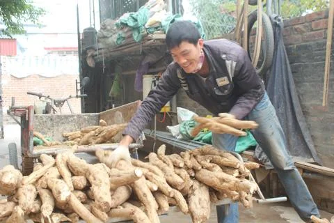 People processing Kudzu flour Stock Photos