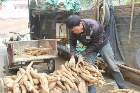People processing Kudzu flour Foto stock