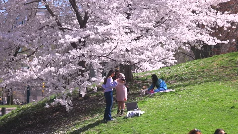People relax under the full-bloomed Cherry blossom trees in Central Park NYC. Video stock 152086811