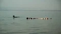 People relax in very salty water of Dead Sea, Jordan HD Footage