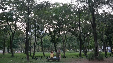 People resting on a bench and crows in a public park Stock Footage 102775756