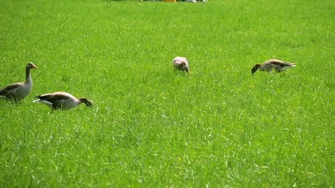 People resting at the ducks Stock Footage 89933147