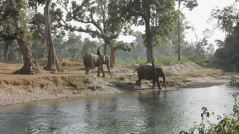 People ride elephants into a river Stock Footage 92714031