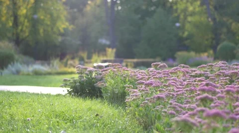 People riding bicycles in the park. Vídeo Stock 67816623