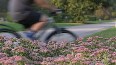 People riding bicycles in the park. Vídeo Stock 67817005