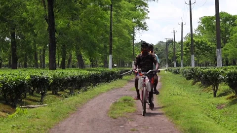 People Riding Bicycles Through a Tea Plantation Video stock 341675950