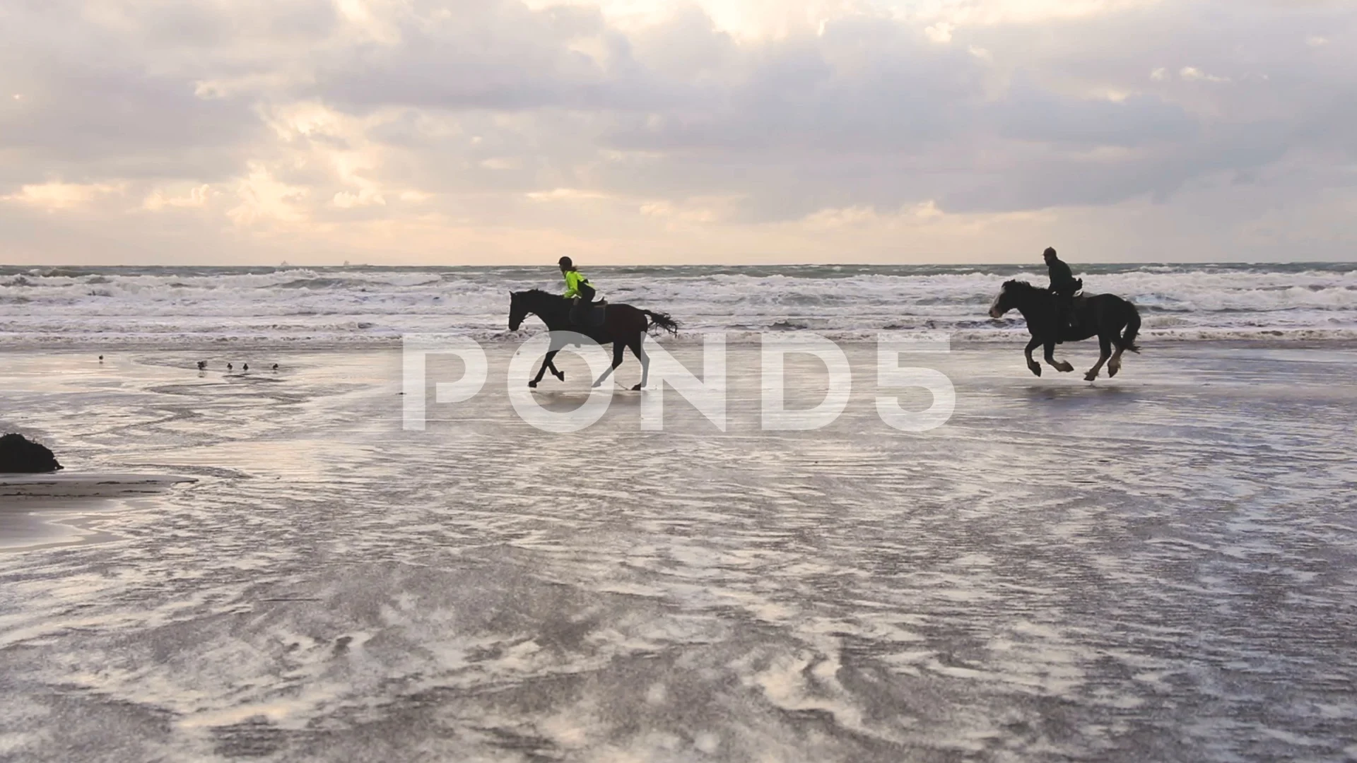 horse in galop - 2 different views, Stock Video