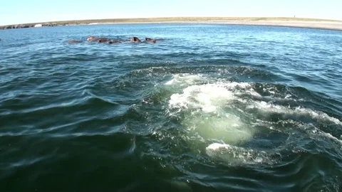 People in rubber boat near group of walruses in water of Arctic on New Earth. Stock Footage