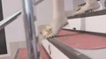 People running down the stairs at the shopping mall, evacuation, emergency HD Footage