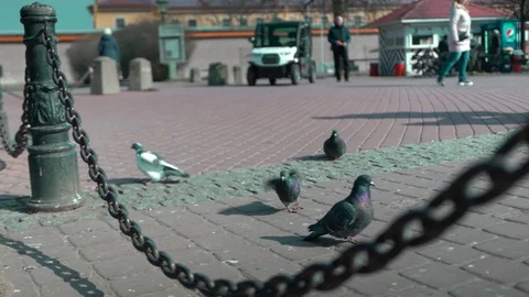 People scare pigeons they fly away and fly in slow motion. The sun is shining Stock Footage