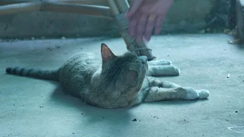 People scratching the neck of cat Stock Footage 106726443