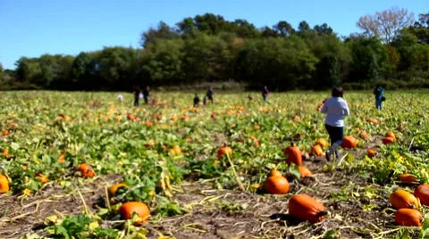 People Searching In a Pumpkin Patch Stock-Footage 47646115
