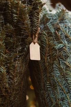 People select trees from a farm while enjoying the holiday season. They look  Stock Photos