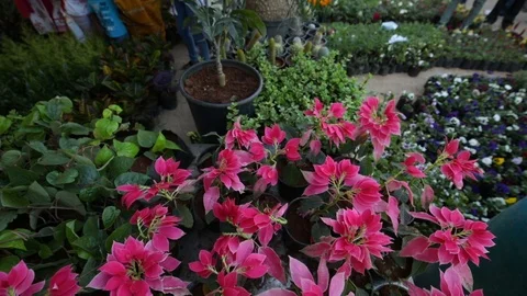 People shopping plants Stock Footage 85655826