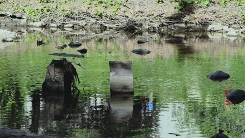 People On The Shore Of A Small Stream Reflecting In The Water Video stock 241700634