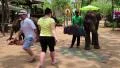 People at the show of elephants in Thailand HD Footage