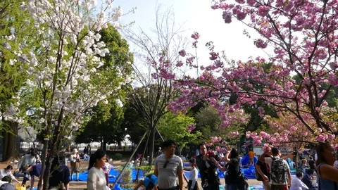 People sitting under cherry trees, Tokyo Stock Footage 90842736