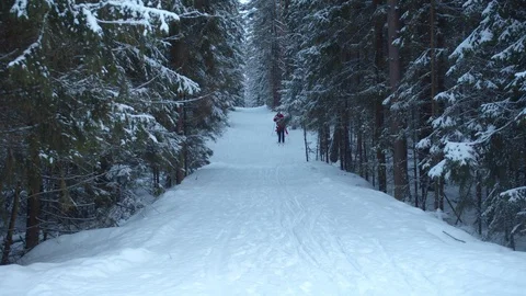 People ski in the forest. Long shot Stock Footage 129095905