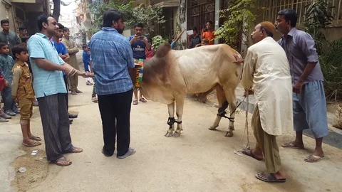People Slaughtring Animals On Eid Ul Azha, Stock Footage 97456769