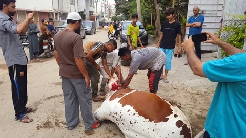 People Slaughtring Animals On Eid Ul Azha, Stock Footage 97459035