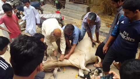 People Slaughtring Animals On Eid Ul Azha, Stock Footage 97462657