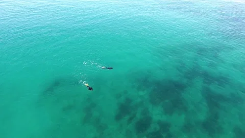 People snorkeling aerial Stock Footage 80402825