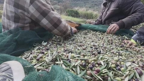 People Sorting Olives by Hand and Filling Sacks During Traditional Harvest Stock Footage 326353455