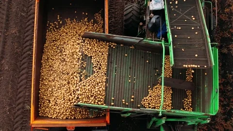 People sorting potatoes on a tractor conveyor. Harvesting potatoes using by a Stock Footage 169764076