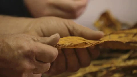 People sorting tabacco dry leaves 03 Stock Footage 151249657