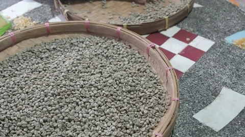 People sorting through arabica coffee beans in small round wicker basket or Stock Footage 112083431