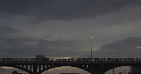 People standing on a bridge and watching swarms of bats flying above Stock Footage 149325341