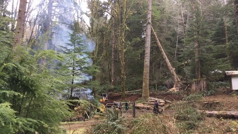 People Start Clear Cutting Forest Land Stock Footage 108794856