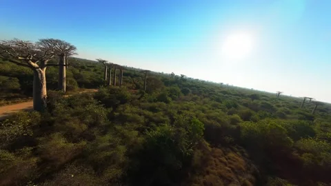 People strolling along a dirt path stand in awe of towering baobabs, showcasing Stock Footage 308420443
