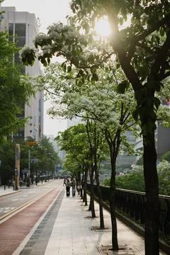 People strolling along a tree-lined walkway in South Korea during a sunny a.. Stock Photos